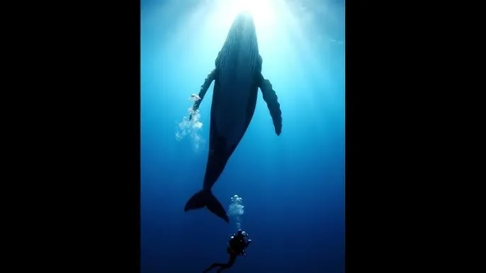烽火佳人下载 - 深蓝星球：探索海洋深处的未知世界